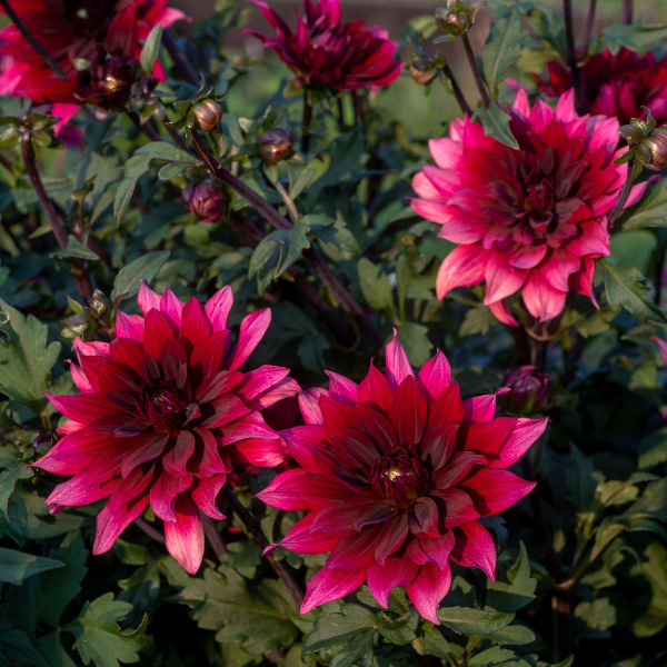 Dahlias Cut hybrida 'Karma Cabernet'