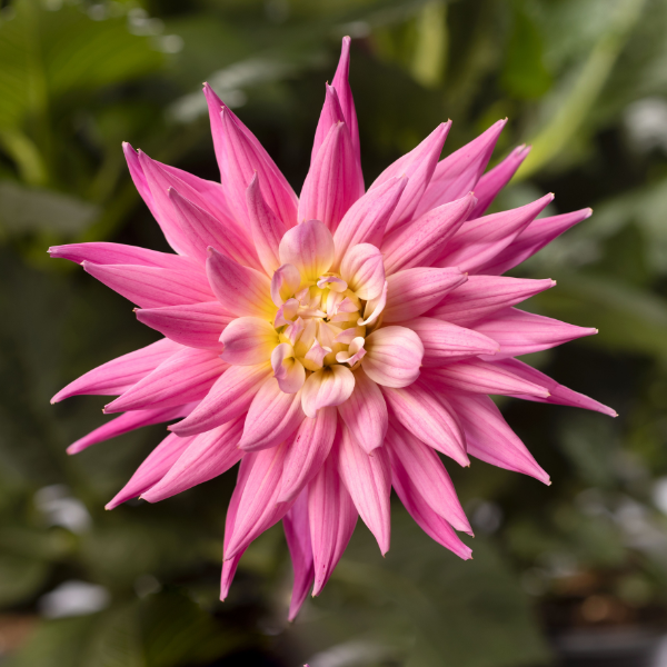 Dahlias Cut hybrida 'Karma Corona Pink'