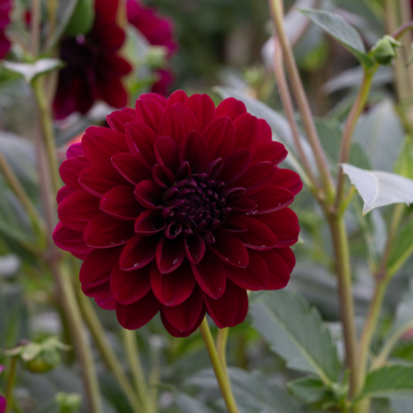 Dahlias Cut hybrida 'Karma Naomi Mahogany Red'