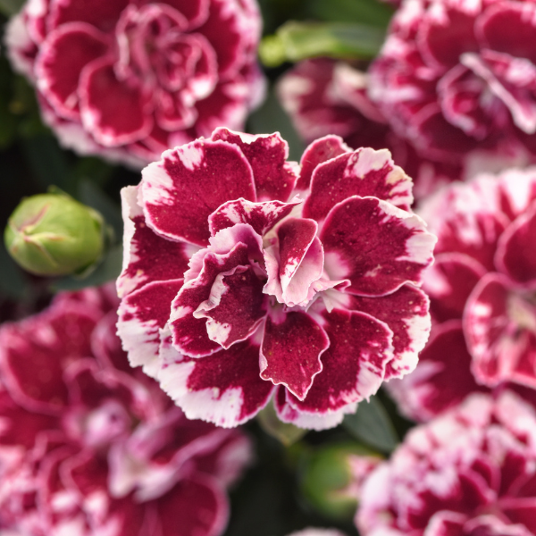 Dianthus caryophyllus 'Oscar Ruby Splash'