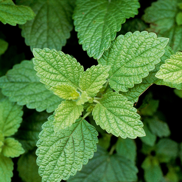 Herb 'Lemon Balm'