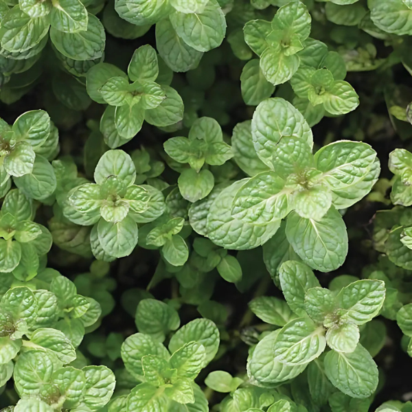 Herb mentha x piperita 'Mint Apple'