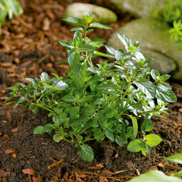 Herb mentha x piperita 'Mint Chocolate'