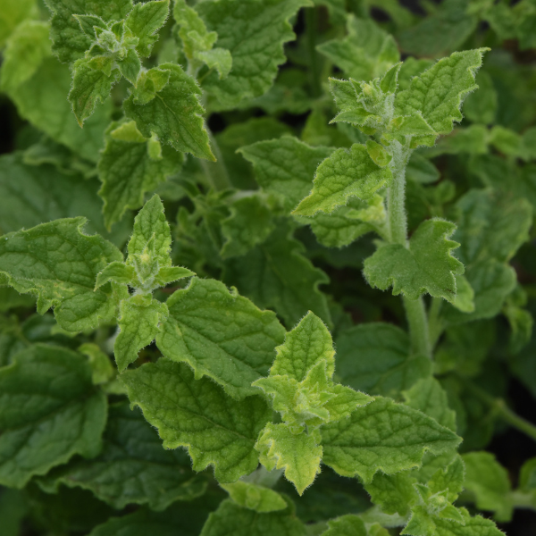 Herb mentha x piperita 'Mint Strawberry'