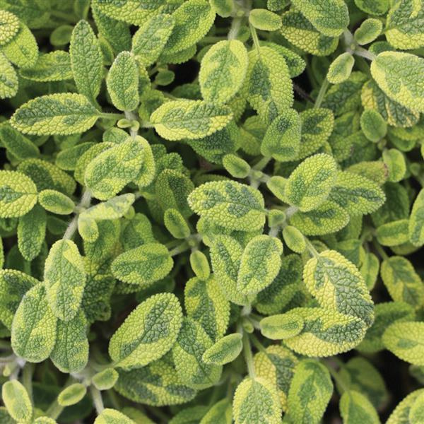 Herb salvia officinalis 'Salvia Icterina'