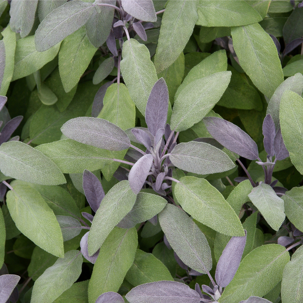 Herb salvia officinalis 'Salvia Purpurascens'