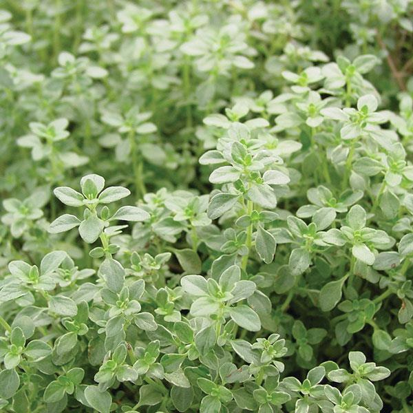 Herb 'Thyme Citrus Lemon Variegated'