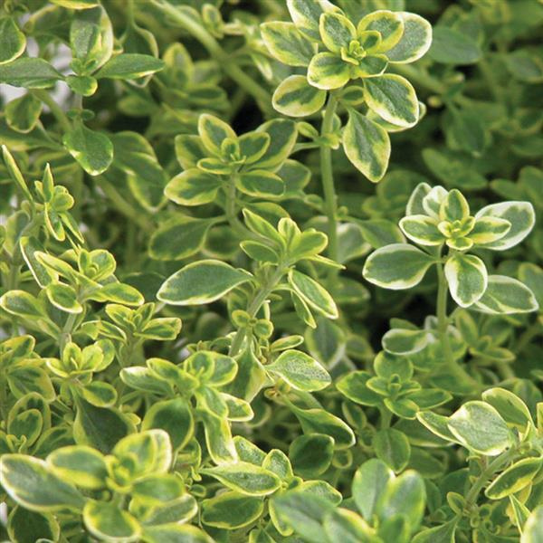 Herb 'Thyme Golden Lemon'
