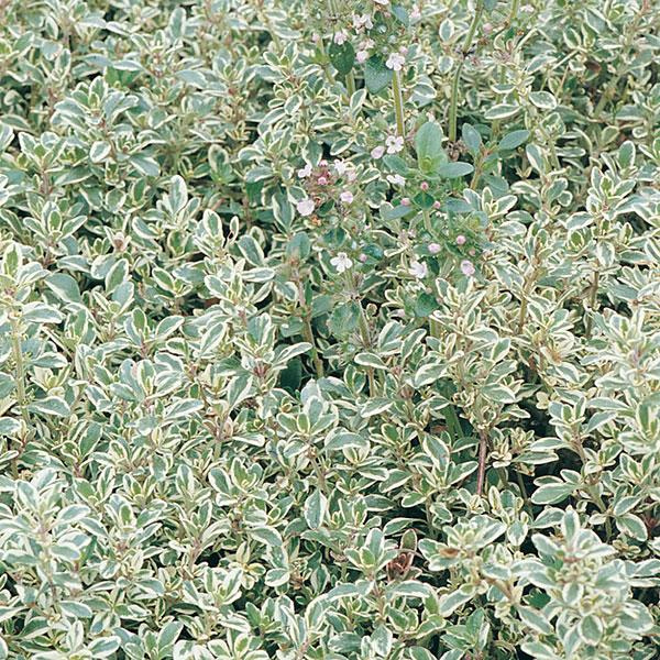 Herb 'Thyme Silver Edge'