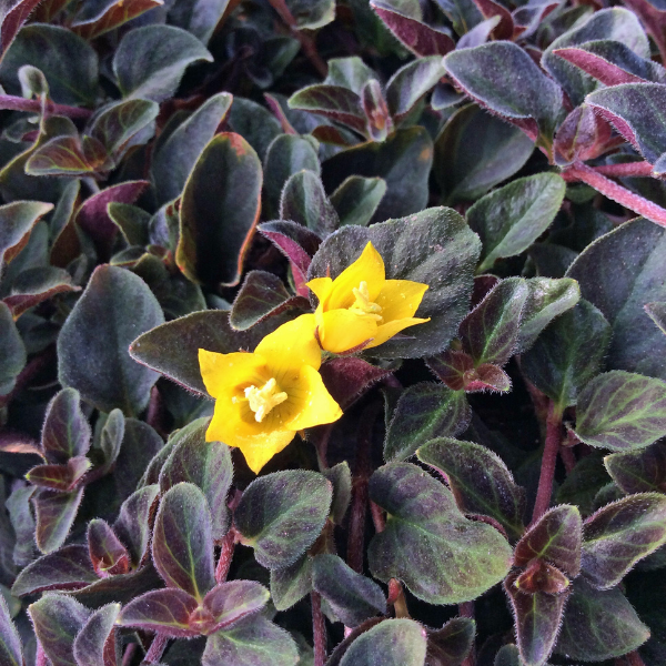 Lysimachia congestiflora 'Lysimachia Midnight Sun'