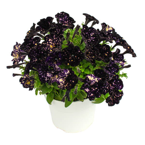 Petunia hybrida 'Discoball Black'