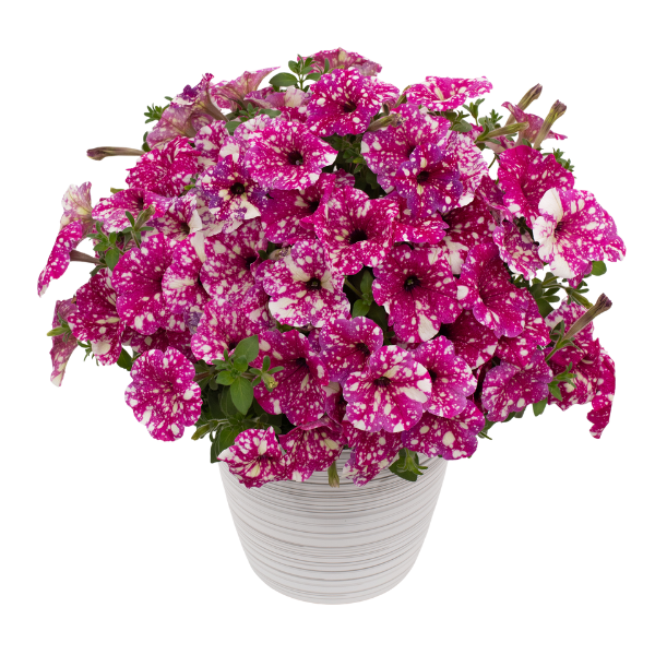 Petunia hybrida 'Discoball Magenta'