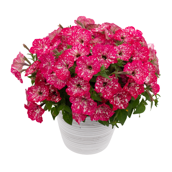 Petunia hybrida 'Discoball Melon Pink'
