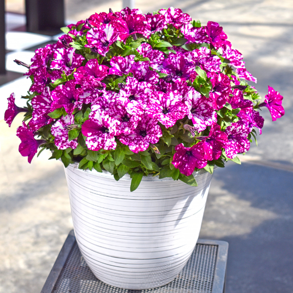 Petunia hybrida 'Discoball Purple'