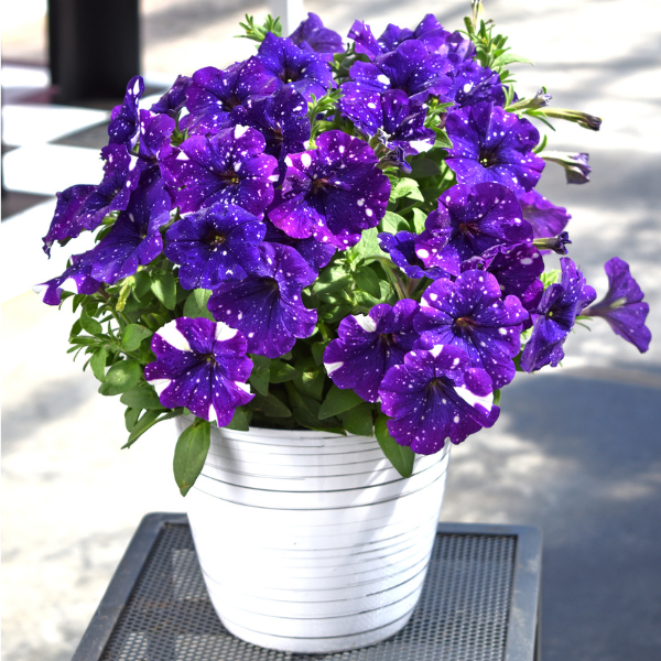 Petunia hybrida 'Discoball Violet'