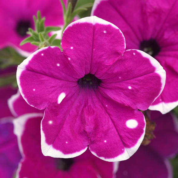Petunia hybrida 'Main Stage Magenta Glacier Sky'