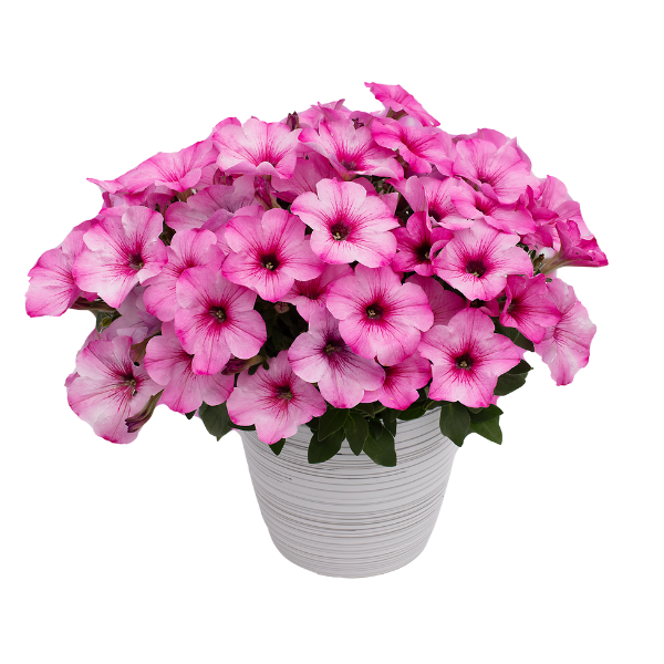 Petunia hybrida 'Pink Cloud'