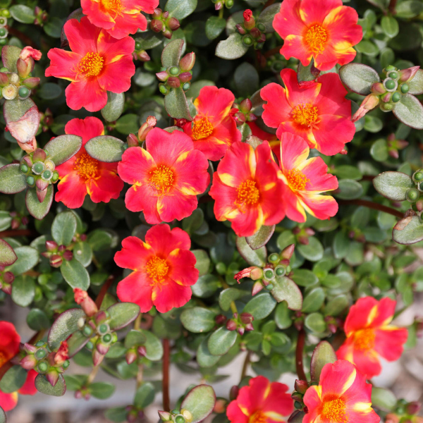 Portulaca oleracea 'Mega Pazzaz Scarlet Twist'