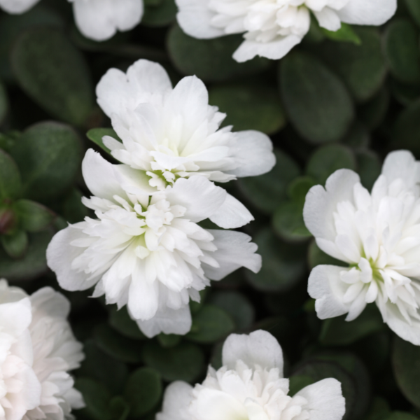 Portulaca oleracea 'SeaGlass Double Coconut'