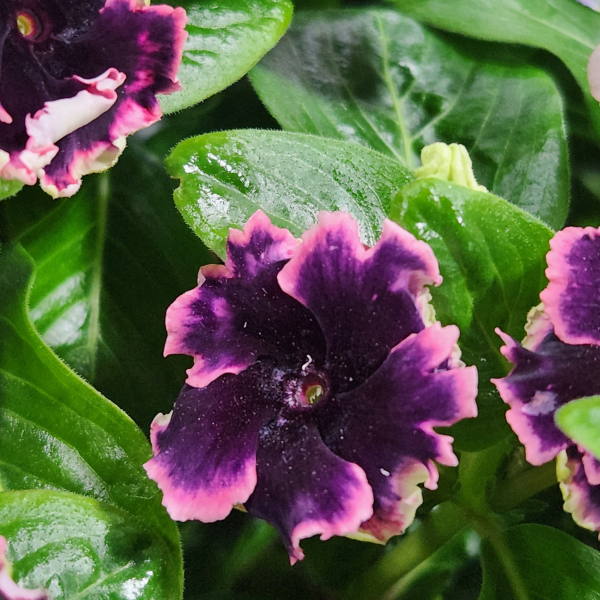 Vinca catharanthus hybrid 'Soiree Flamenco Plum Velvet'