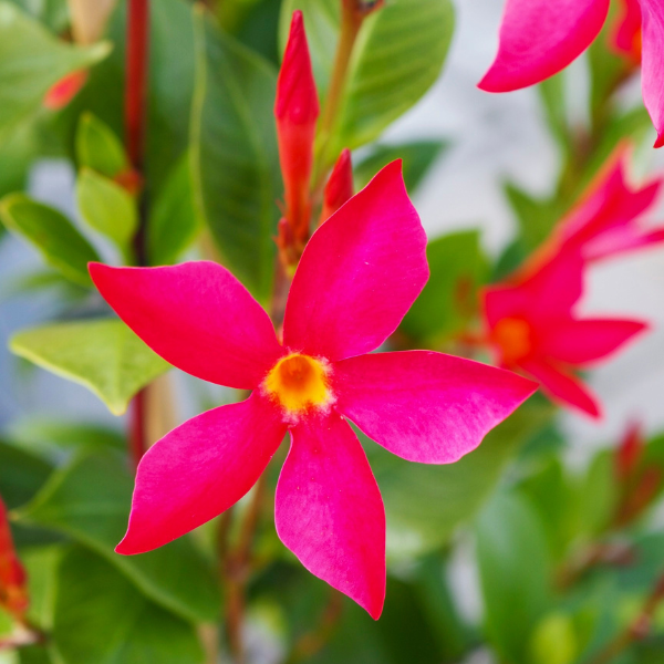 Mandevilla hybrida 'Sun Parasol FiredUp Coral'