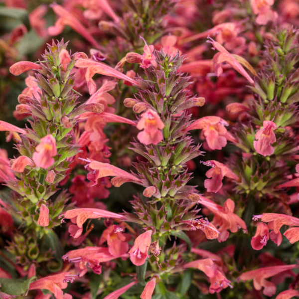Agastache hybrid 'Maestro Coral'