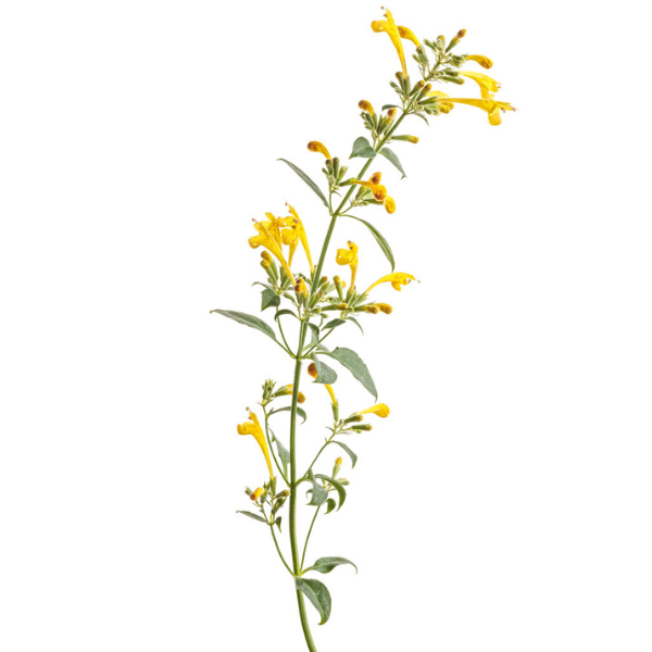 Agastache hybrid 'Maestro Gold'