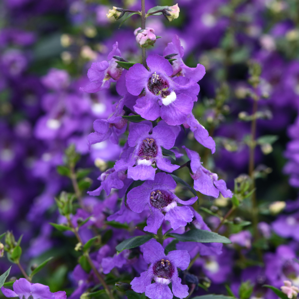 Angelonia angustifolia 'Serena Blue'