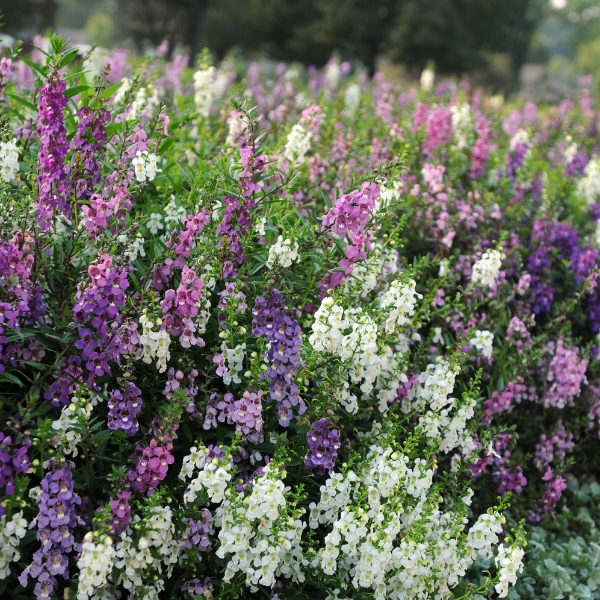 Angelonia angustifolia 'Serena Mix'