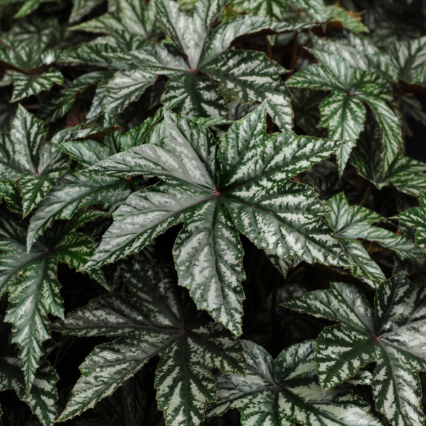 Begonia hybrida 'Gryphon'