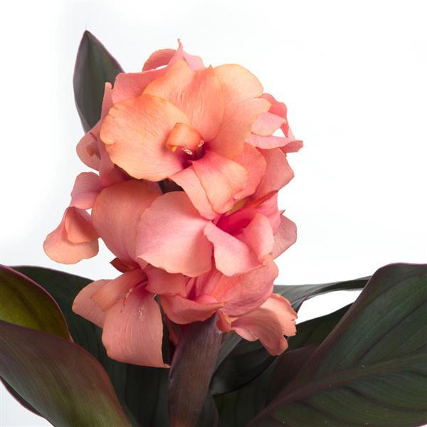 Canna generalis 'Cannova Casa Bronze Peach'