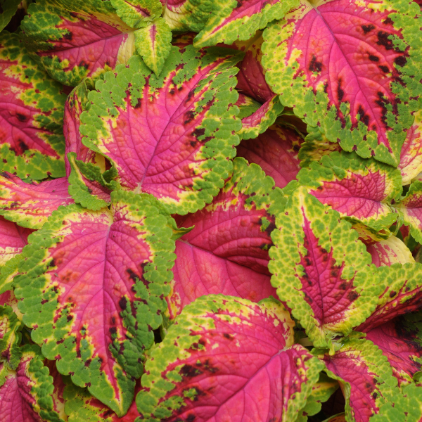 Coleus scutellarioides 'Sun Watermelon'