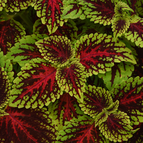 Coleus scutellarioides 'ChargedUp Dragon Heart'