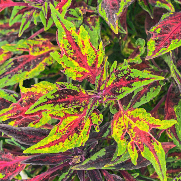 Coleus scutellarioides 'FlameThrower Chili Pepper'