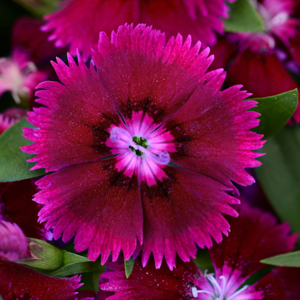 Dianthus chinensis x barbatus 'Floral Lace Purple'