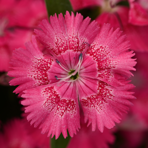 Dianthus chinensis x barbatus 'Floral Lace True Rose'