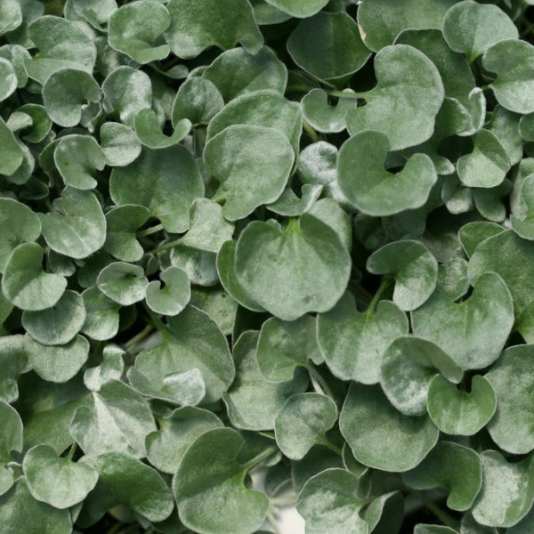 Dichondra argentea 'Silver Falls'