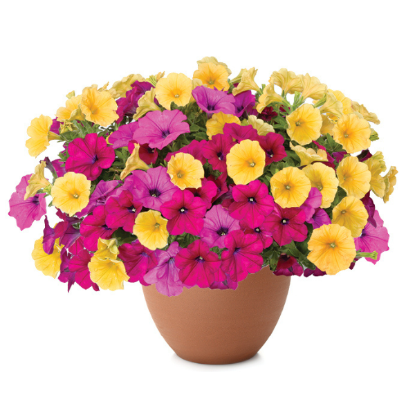 DuraBella hybrida 'Fruit Pizza'