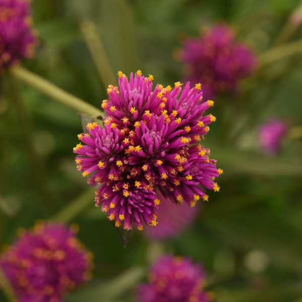 Gomphrena pulchella 'Fireworks'