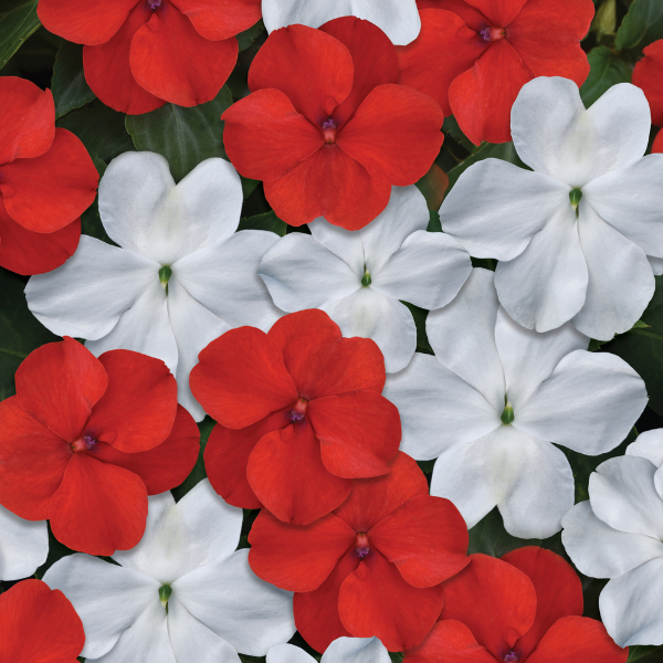 Impatiens walleriana 'Beacon Red and White Mix'