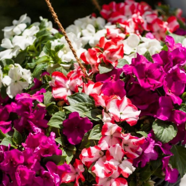 Impatiens walleriana 'Imara XDR Mix'