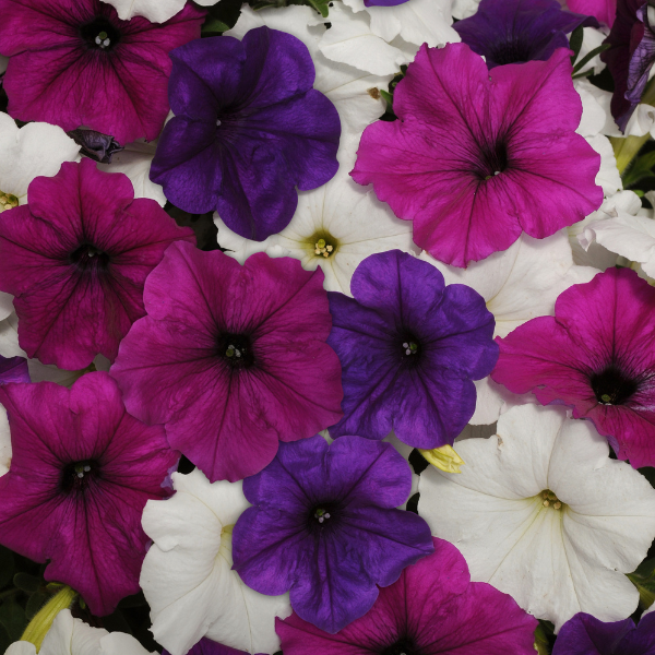 Petunia hybrida 'Easy Wave Great Lakes Mix'