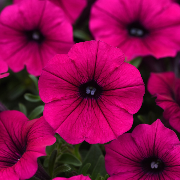 Petunia hybrida 'Shock Wave Deep Purple'