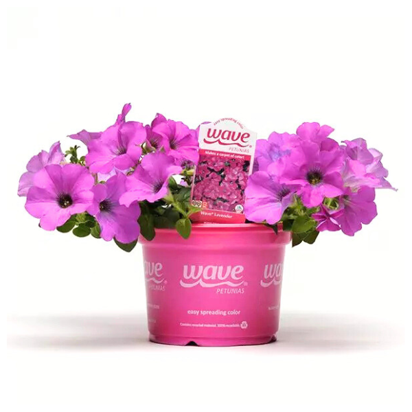Petunia hybrida 'Wave Lavender'