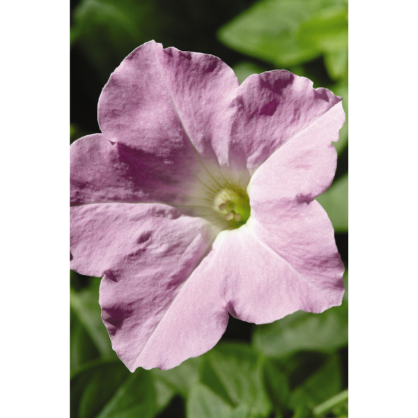 Petunia hybrida 'Wave Misty Lilac'
