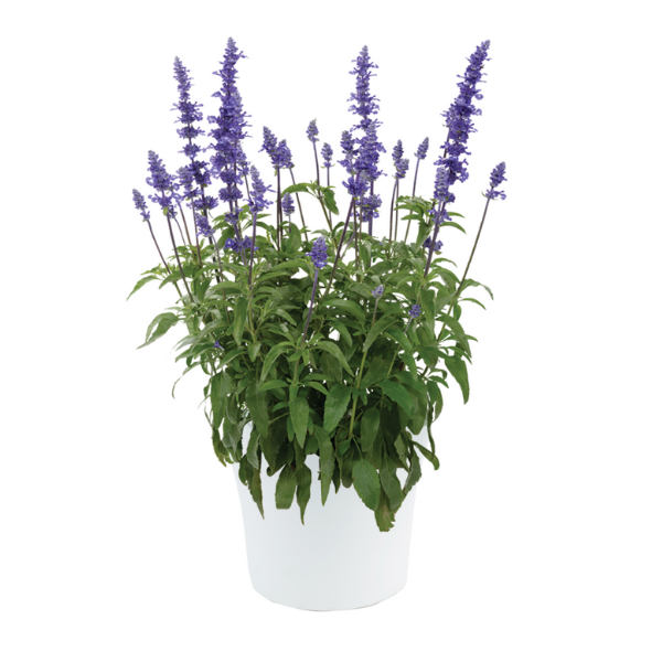 Salvia farinacea 'Sallyfun Blue Emotion'