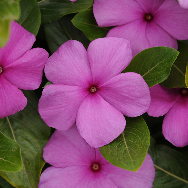Vinca catharanthus roseus 'Titan Lilac'