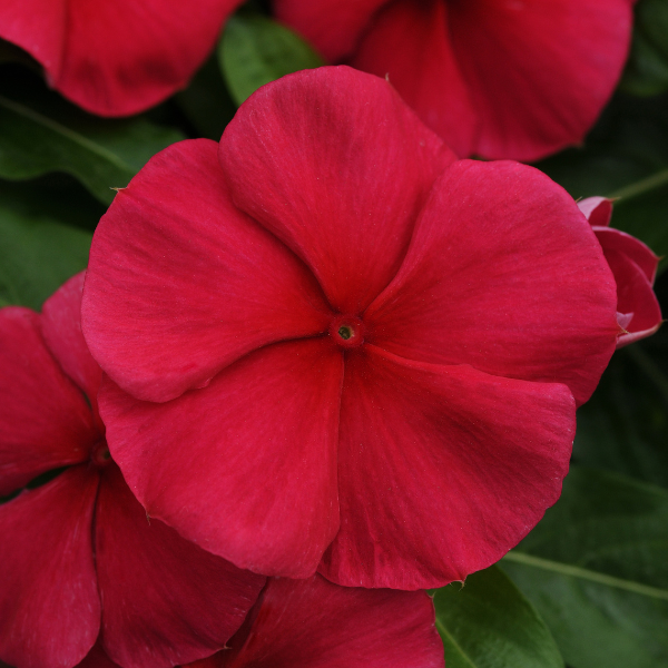 Vinca catharanthus roseus 'Mediterranean Dark Red XP'