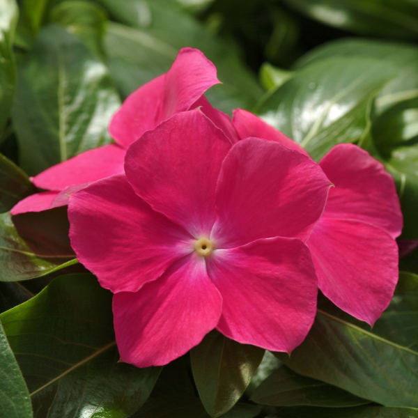 Vinca catharanthus roseus 'Mediterranean Hot Rose XP'
