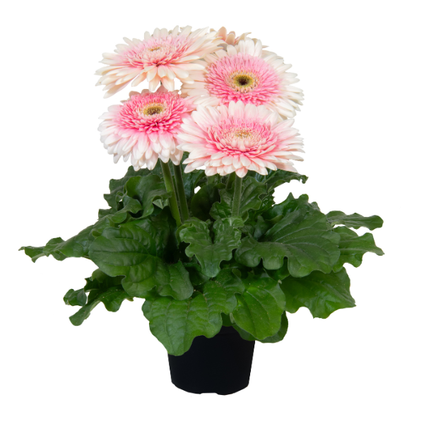 Gerbera jamesonii 'Joybera Milkshake'